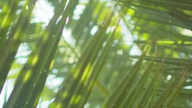 Bahçede yeşil yapraklar