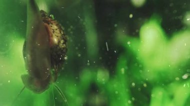 Su damlalı yeşil yaprak