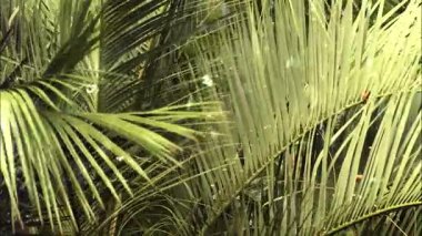 Ormanda tropik yapraklar