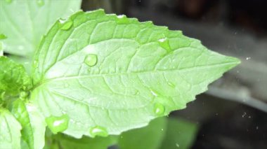 Su yeşil yaprağa düşer.