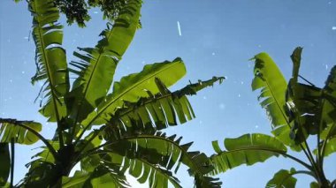 Ormanda yeşil yapraklar