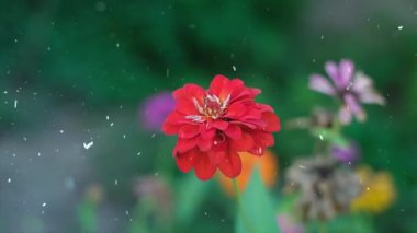 Bahçedeki güzel çiçekler