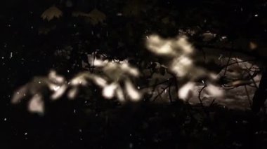 Ormanın gece manzarası