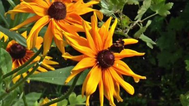 Üzerinde arı olan bir çiçeğin yakın çekimi.