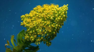 Güzel bir denizin sualtı manzarası