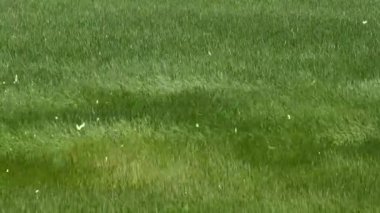 Parkta yeşil çimenler