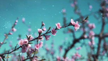 İlkbaharda kiraz çiçekleri