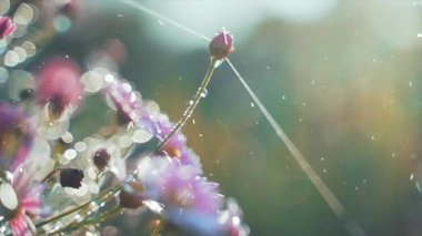 Çiçeklerin ve bokeh etkisinin soyut arkaplanı