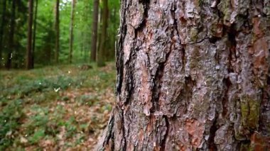 Sonbahar yapraklarıyla kaplı bir ağaç gövdesinin yakın çekimi.