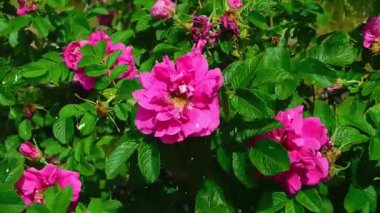 Bahçedeki güzel pembe çiçek