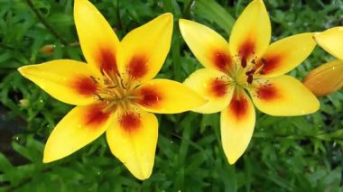 Sarı zambak çiçeği, zambak çiçeği