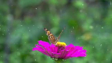 Pembe bir çiçekte kelebek