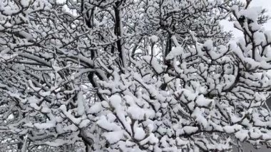 Karla kaplı ağaçları olan güzel bir manzara.