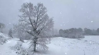 Karla kaplı ağaçlarla kaplı kış manzarası