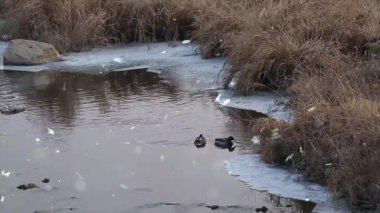 Gölde bir ördek sürüsü