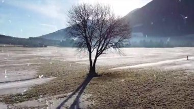 Kış Ormanında Karla Kaplanmış Ağaçlar