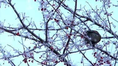 Ormanda kırmızı meyveler