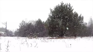 Ormanda kar yağışı. Kardaki ağaçlar.