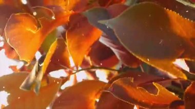 Kırmızı sonbahar yaprakları, sonbahar bitkileri