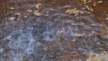 Ormanın güzel manzarası