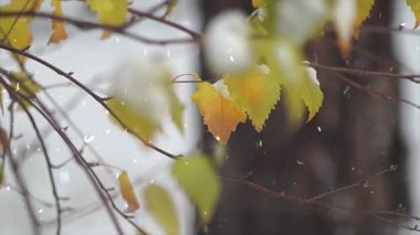 Ormanda sonbahar yaprakları