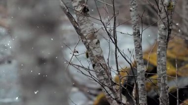 Kış Ormanında Karla Kaplanmış Ağaçlar