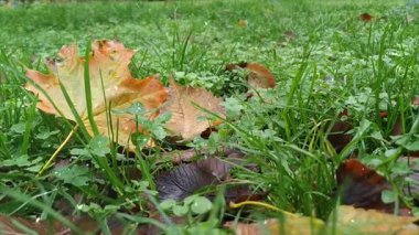 Bahçedeki yeşil çimenler