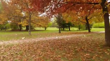 Parkta sonbahar, renkli arka plan, sonbahar ağaçları