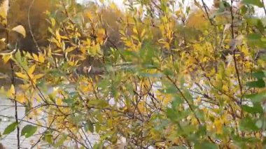 Ormanda sonbahar yaprakları