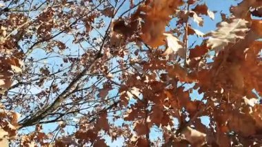 Ormanda sonbahar yaprakları