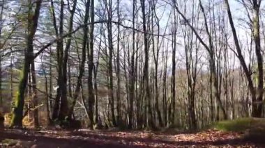 Ağaçlar ve yapraklarla dolu sonbahar ormanı