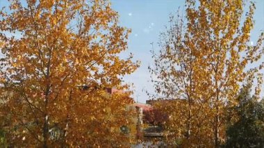 Ağaçlar ve yapraklarla dolu sonbahar manzarası