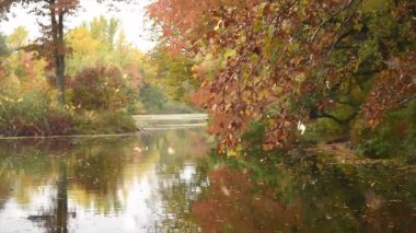 Parktaki sonbahar ormanı