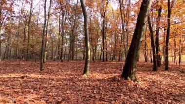 Sonbaharda sonbahar ormanı manzarası