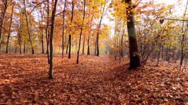 Ormanın güzel manzarası