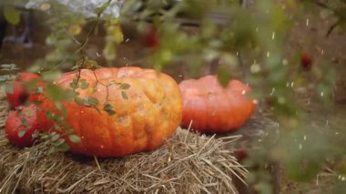 yakın çekim - balkabağı ve kırmızı yapraklar. Sonbahar arka planı, sonbahar konsepti, şükran günü, Cadılar Bayramı, hasat, sonbahar sezonu.