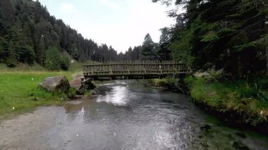 Ormanda güzel bir şelale