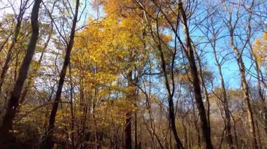 Sonbahar ormanı, sonbahar yaprakları