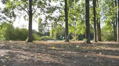 Ormanda yeşil yapraklar