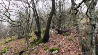 Ormanın güzel manzarası