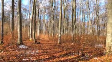 Sabah güzel bir orman