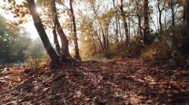 Parktaki sonbahar ormanı.