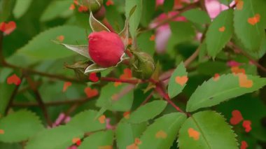 Bahçede kırmızı gül