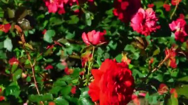 Bahçedeki kırmızı güller