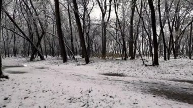 Karla kaplı ağaçlarla kaplı kış manzarası