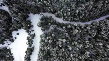 Karlı kış ormanı