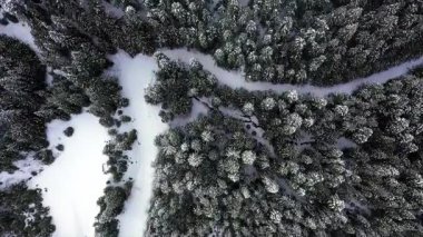 Kış ormanının güzel hava manzarası