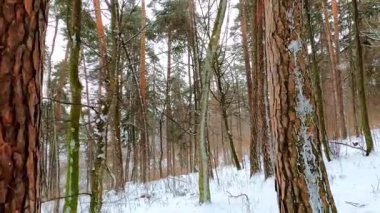 Rusya 'da bir kış gününde orman