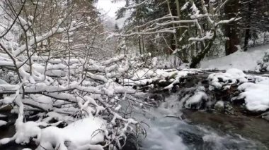Ormanın güzel manzarası