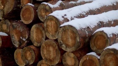 Kışın ormandaki odunlar